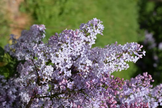 Beautiful purple lilac flowers outdoors. Lilac flowers on the branches