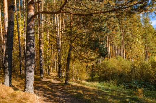 Golden autumn in the month of October in a beautiful forest