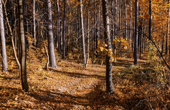 Golden autumn in the month of October in a beautiful forest