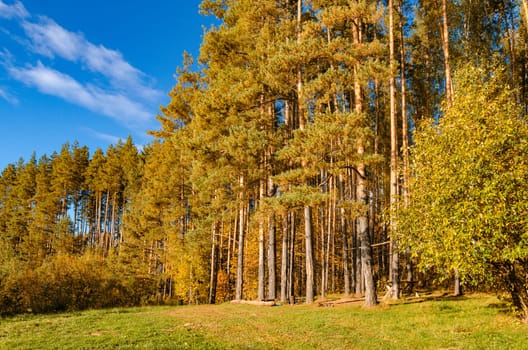 Golden autumn in the month of October in a beautiful forest