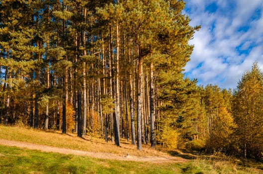 Golden autumn in the month of October in a beautiful forest