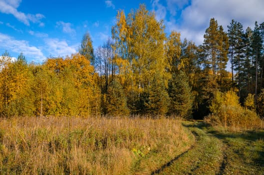 Golden autumn in the month of October in a beautiful forest