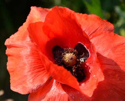 corn poppy