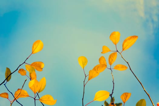 Colorful fall tree leafs against sky, vintage background