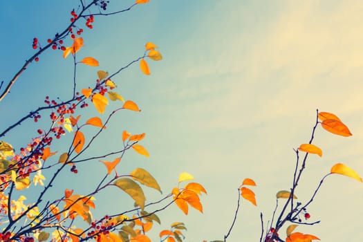 Colorful fall tree leafs against sky, vintage background