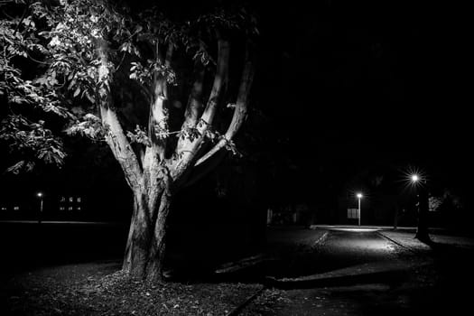 Rural street scene at night, black and white with trees lit by lamp post. Empty streets in Autumn