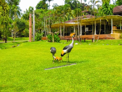 The Bird park at Bali island at Indonesia