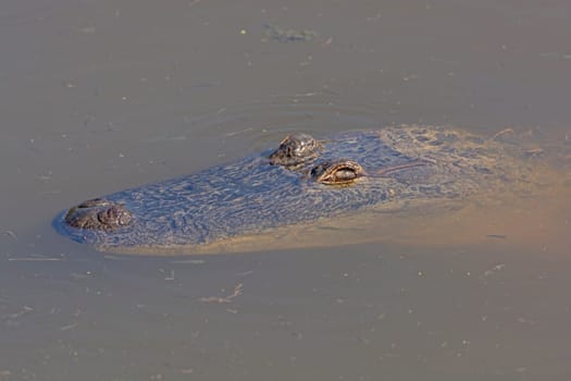 Alligator floating in a Wetland Pond in Laguna Atascosa Wildlife Refuge in Texas