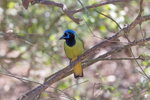 Green Jay in the Laguna Atascosa Wildlife Refuge in Texas