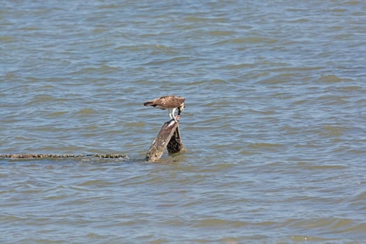 Osprey Eating a Fish in the Laguna Atascosa Wildlife Refuge in Texas