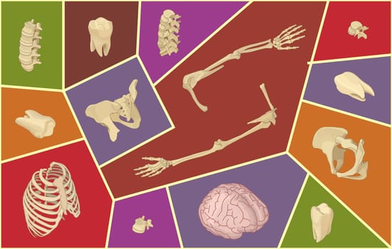 Isometric vector illustration with human bones. Skeletal anatomy set. Isol