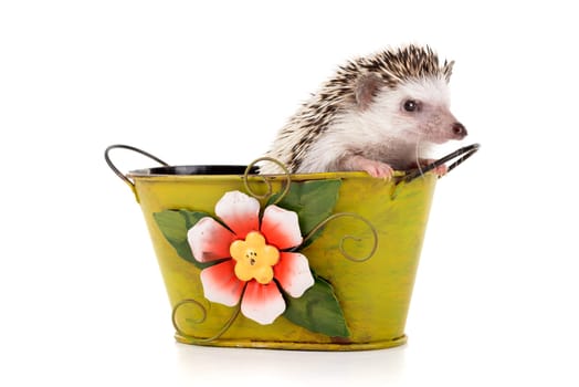 Cute hedgehog inside a vase isolated in white