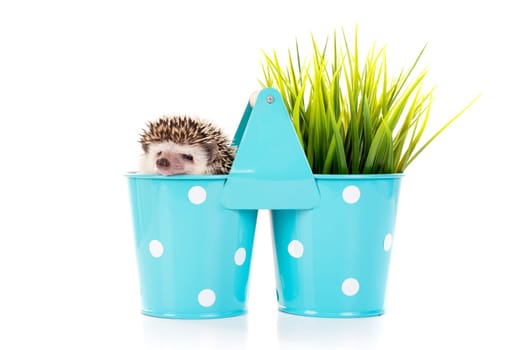 Cute hedgehog inside a vase isolated in white