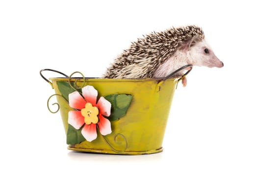 Cute hedgehog inside a vase isolated in white