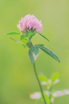 Clover - Trifolium pratense in a macro image