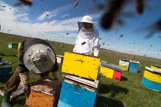 Horizontal photo of beekeepers in white protection working on their bee hives on a green field