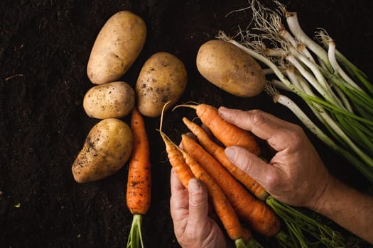 Top view of man hands holding freshly harvested carrots above black soil texture near green onion and potatoes