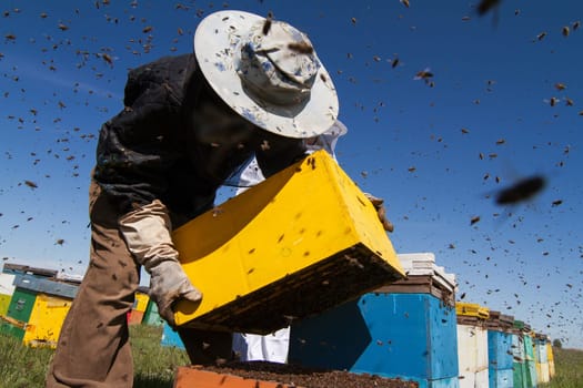 Horizontal photo of beekeepers in white protection working on their bee hives on a green field