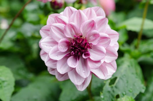 one lovely flower in the family dahlia the name is Creme de Cassis Näckrosdahlia