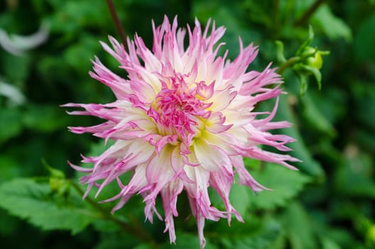 one lovely flower in the family dahlia