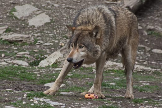 Timberwolf