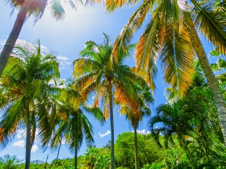 Tropical Background with palms and blue sky.