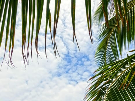 Tropical Background with palms and blue sky.