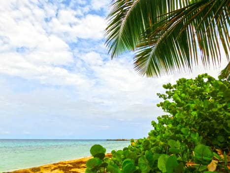 The Caribbean tropical beach. View through the branches of a palm tree