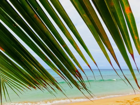 The Caribbean tropical beach. View through the branches of a palm tree