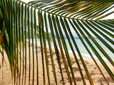 The Caribbean tropical beach. View through the branches of a palm tree