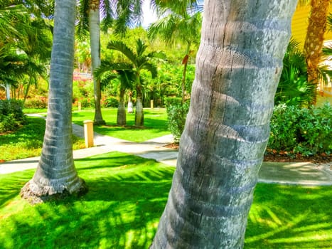 The Caribbean tropical beach. View through the trunks of palm trees
