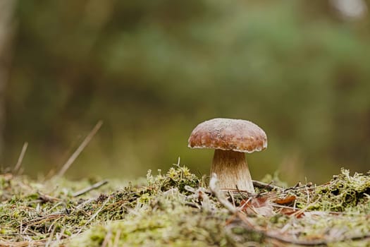 Porcini mushroom in autumn in the forest