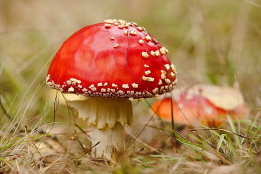 Fly agarics in autumn in the forest