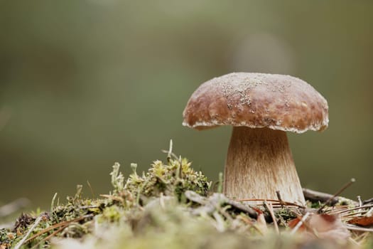 Porcini mushroom in autumn in the forest