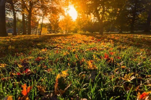 Autumn tree leafs on grass background