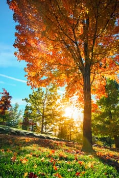 Autumn tree leafs on grass background