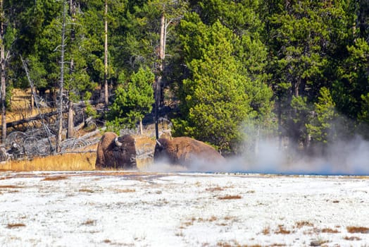 Two bison relaxing by some steam near Fountain Paint Pot in Yellowstone National Park