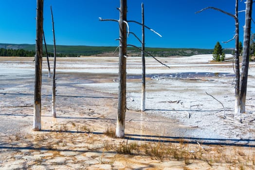 Dead trees in the Fountain Paint Pot area in Yellowstone National Park