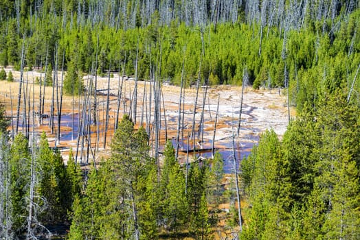 Norris Geyser Basin and trees in Yellowstone National Park