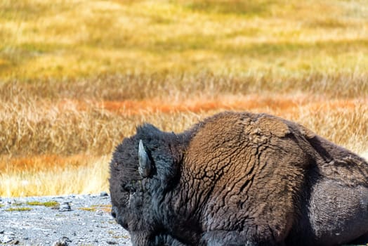 Closeup of a buffalo in Yellowstone National Park