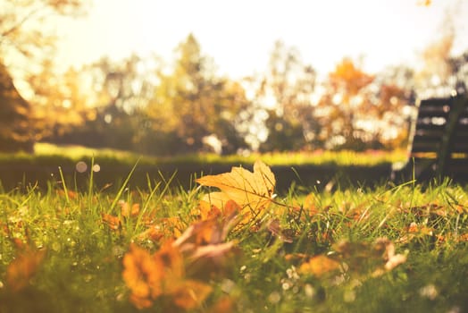 close up on autumn leaves in the park.