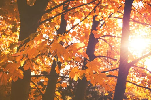 beautiful colorful autumn leaves in the park.
