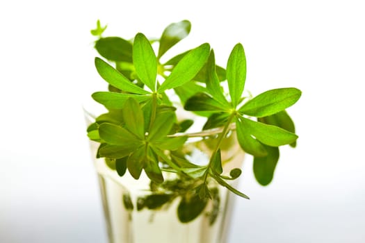 Maibowle with woodruff on a bright background