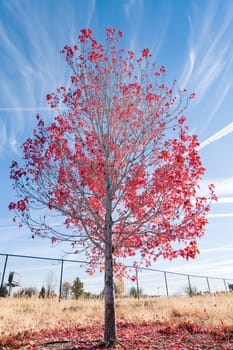 Tree with red leafs over blue sky