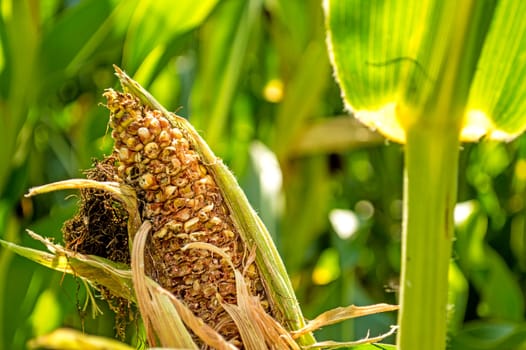 Corn on the cob,dried up