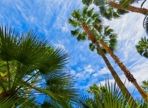 Tropical Background with palms and blue sky.