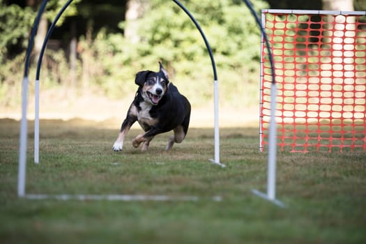 Appenzeller Mountain Dog training hoopers