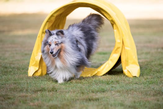 Shetland Sheepdog, Sheltie running throug agility tunnel