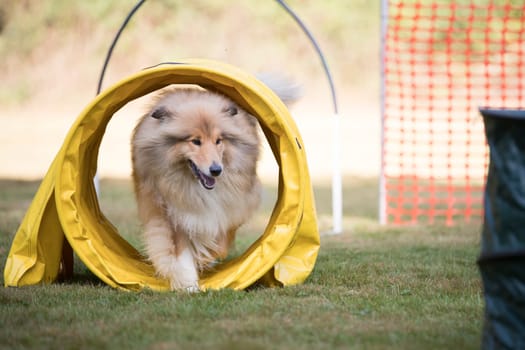 Scottish Sheepdog training hoopers