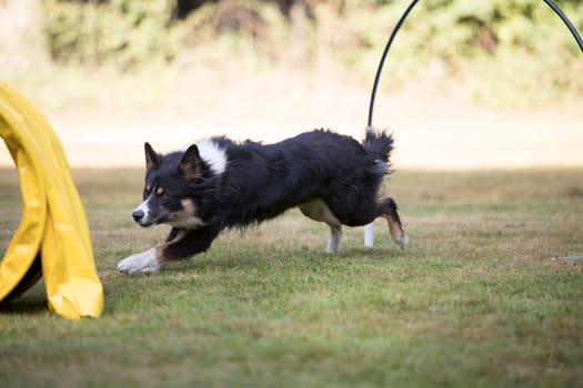 Border Collie dog running in training hoopers